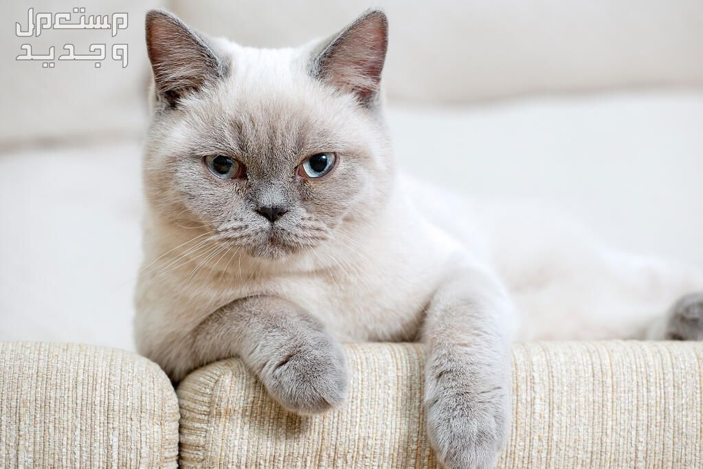 تعرف على اسعار القطط البريطانية وأهم صفاتها في الإمارات العربية المتحدة قط بريطاني فاتح اللون