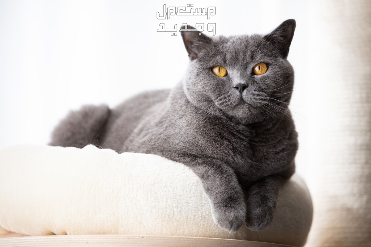 تعرف على اسعار القطط البريطانية وأهم صفاتها في الإمارات العربية المتحدة أناقة وجمال القط البريطاني