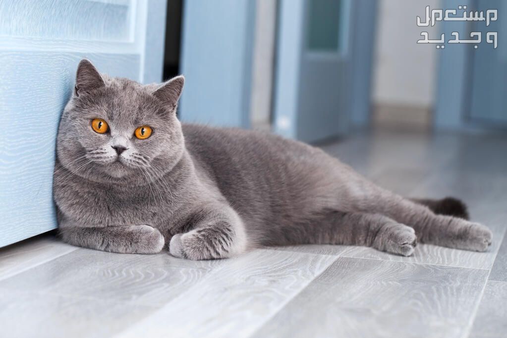 تعرف على اسعار القطط البريطانية وأهم صفاتها في الإمارات العربية المتحدة قط بريطاني بعيون ذهبية
