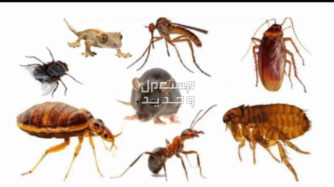 افضل شركة مكافحة حشرات بجدة الصراصير النمل الابيض بق الفراش الفئران الوزغ ورش البطحاء قبل البناء