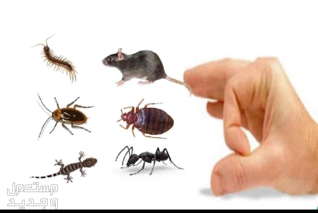افضل شركة مكافحة حشرات بجدة الصراصير النمل الابيض بق الفراش الفئران الوزغ ورش البطحاء قبل البناء