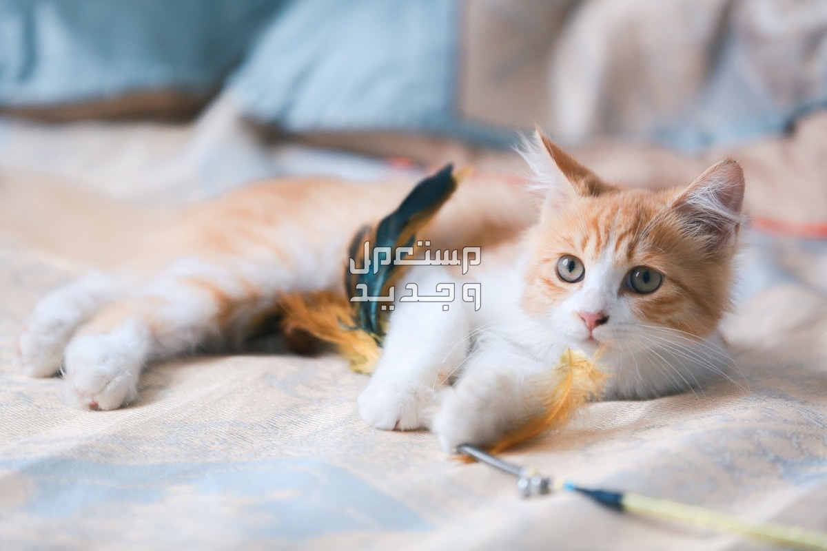 شاهد فيديو قطط وهم يلعبون بألعاب ومستلزمات القطط في ليبيا قطة صغيرة تلعب بالريشة