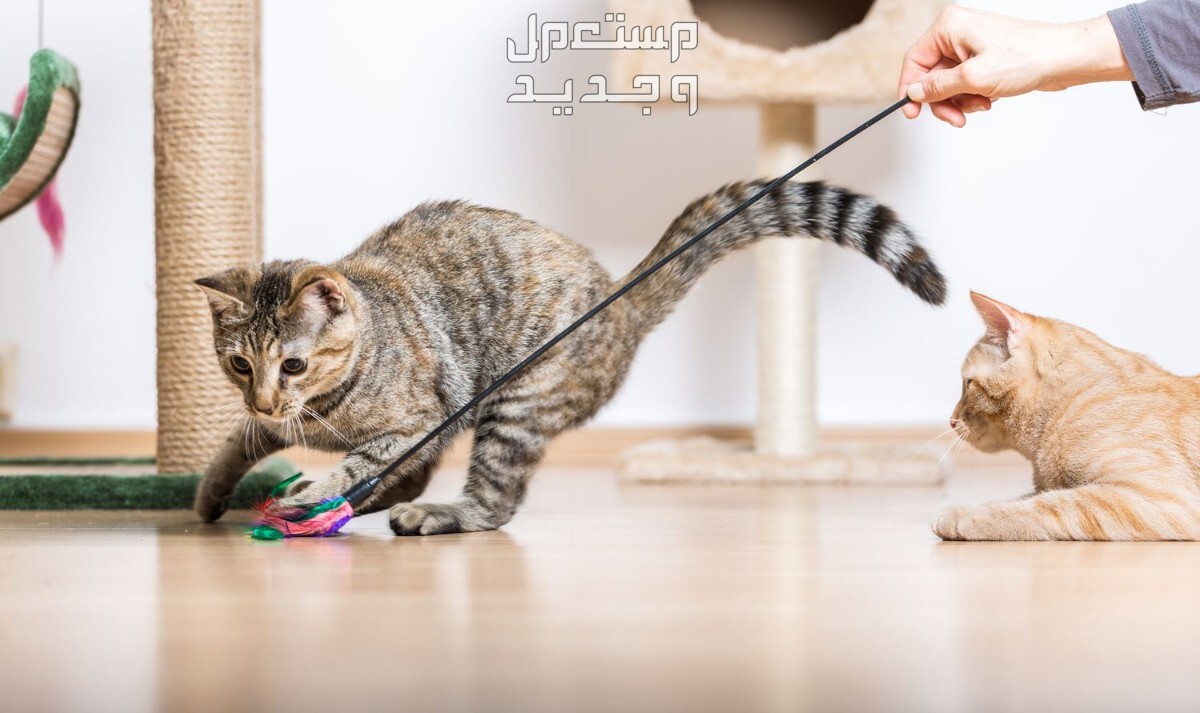 شاهد فيديو قطط وهم يلعبون بألعاب ومستلزمات القطط في البحرين قطة تطارد العصا