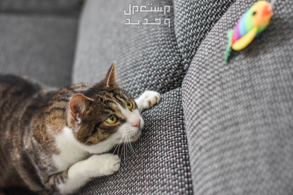 شاهد فيديو قطط وهم يلعبون بألعاب ومستلزمات القطط في مصر قط يستعد للانقضاض