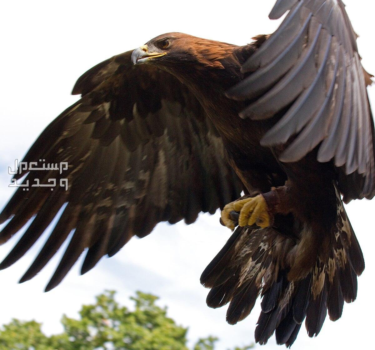 استكشف أشهر أنواع الطيور الجارحة عقاب