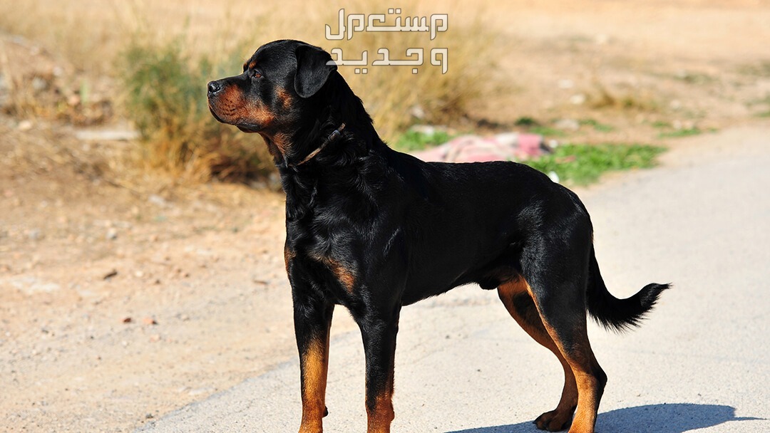 تعرف على اسعار الكلاب بمختلف أنواعها في السعودية كلب روت وايلر