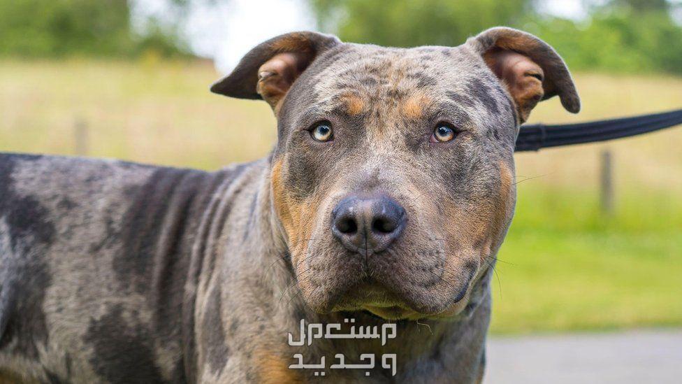 تعرف على اسعار الكلاب بمختلف أنواعها في السعودية كلب بوجه مخيف