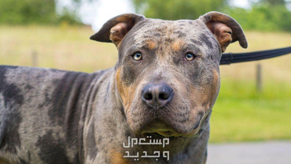 تعرف على اسعار الكلاب بمختلف أنواعها كلب بوجه مخيف