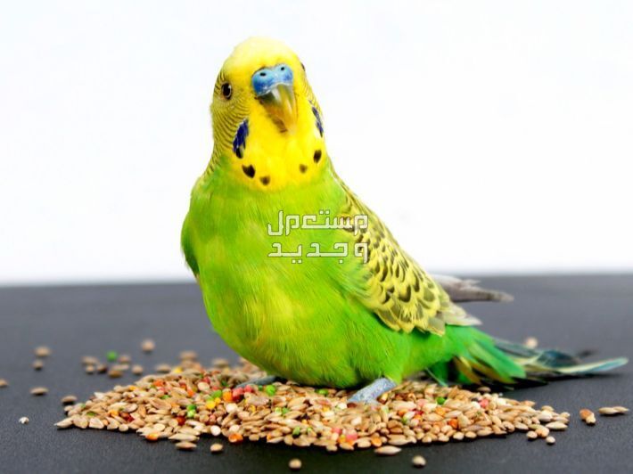 طائر بادجي تعرف على خصائصه وسلوكه وموسم التزاوج طائر البادجي يتغذى على البزور