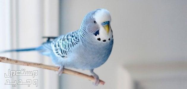 طائر بادجي تعرف على خصائصه وسلوكه وموسم التزاوج طائر بادجي بلون أبيض وأزرق سماوي