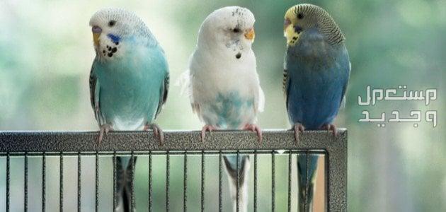 طائر بادجي تعرف على خصائصه وسلوكه وموسم التزاوج ألوان مختلفة من طيور البادجي