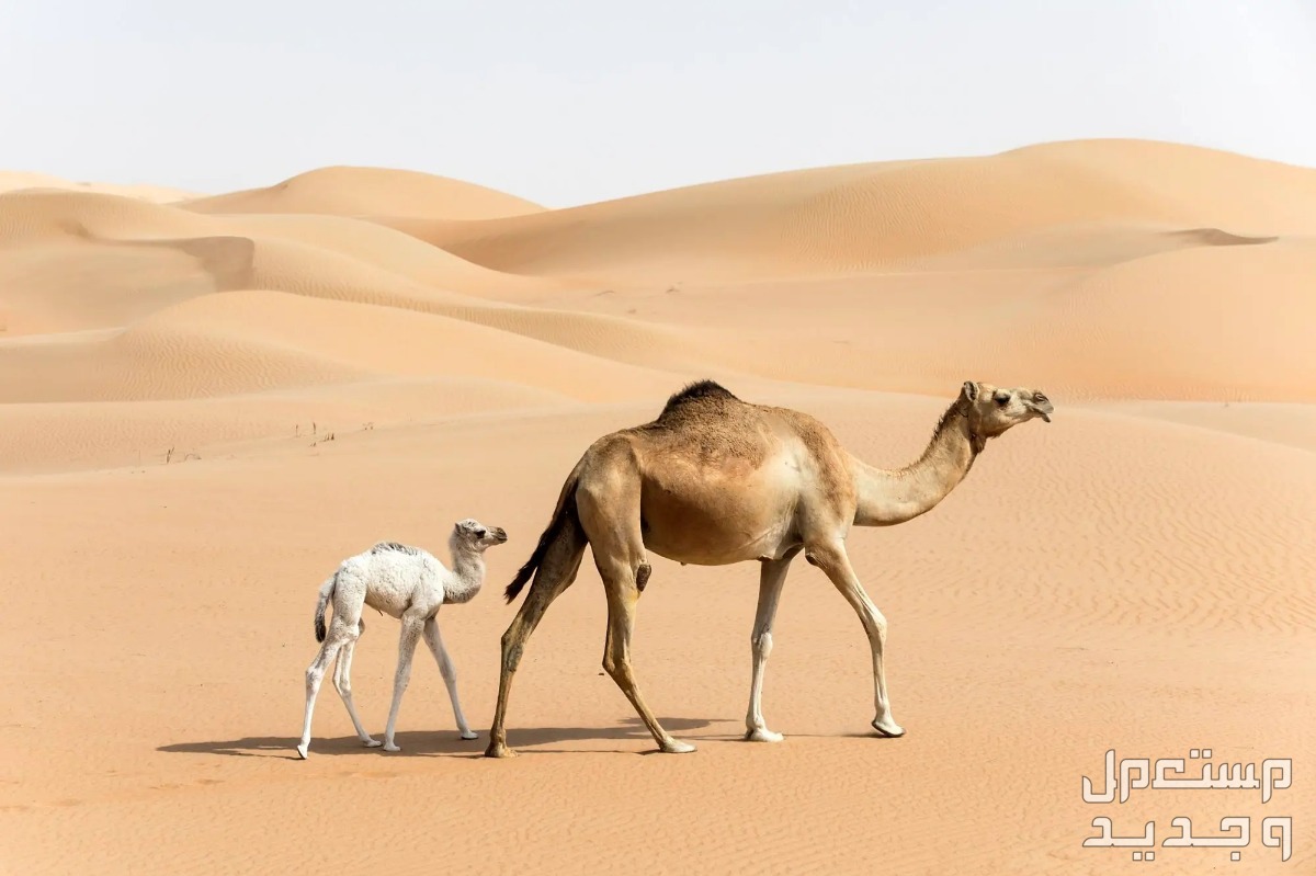 تعرف على اشهر انواع الإبل في الأردن إبل تسير في الصحراء