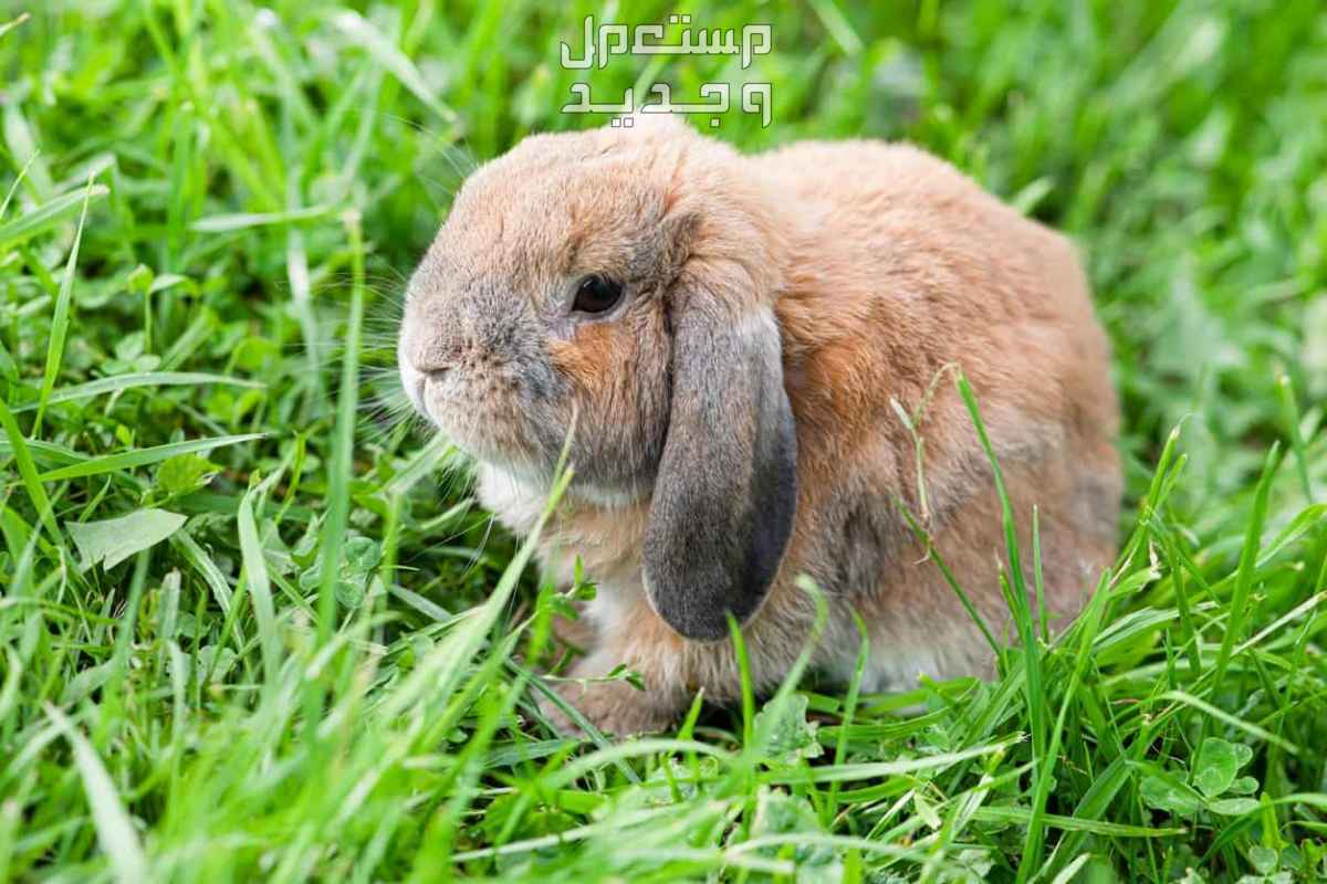 تعرف على كل ما يخص ارنب ميني لوب أرنب ميني لوب يجلس على العشب