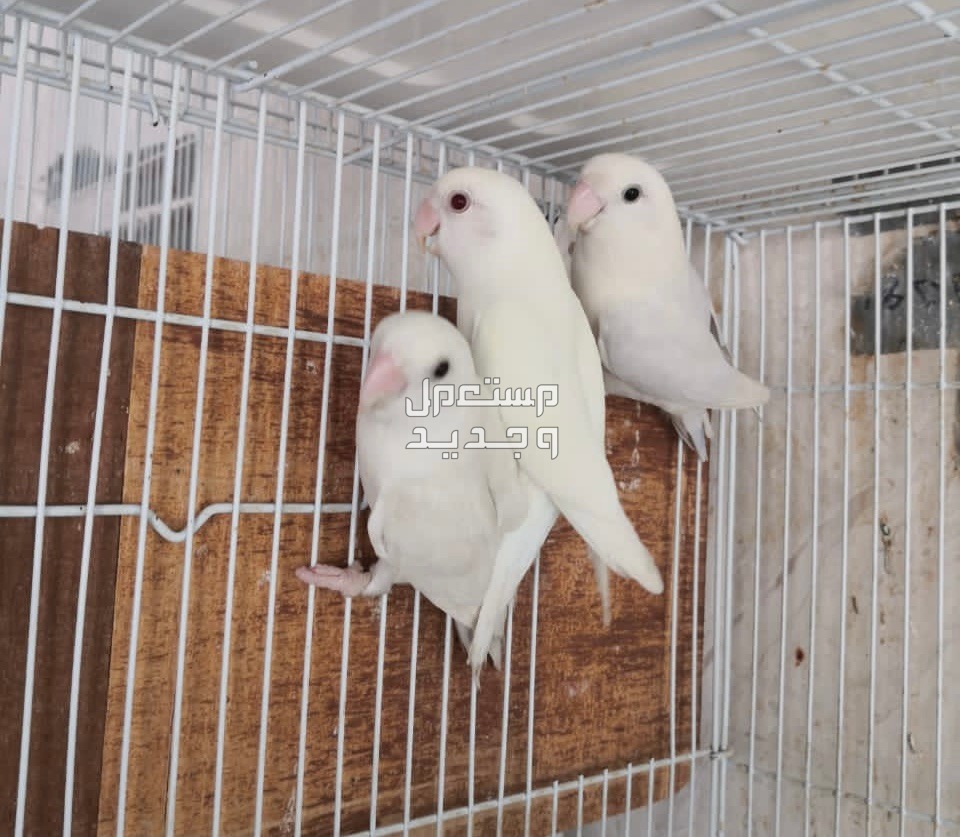دليل شامل لمعرفة كل شيء عن طائر روز ببغاوات روز بيضاء