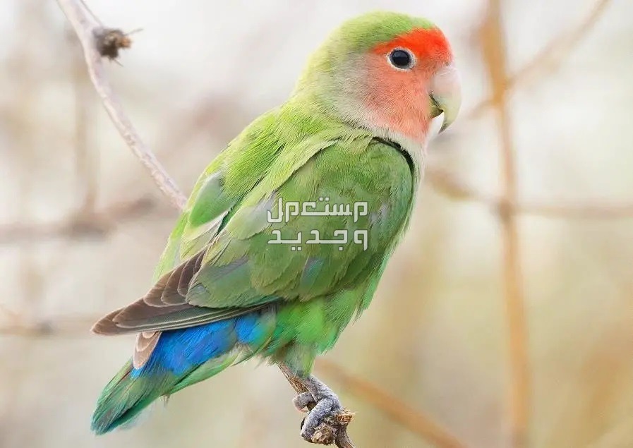 دليل شامل لمعرفة كل شيء عن طائر روز طائر روز أحمر الوجه