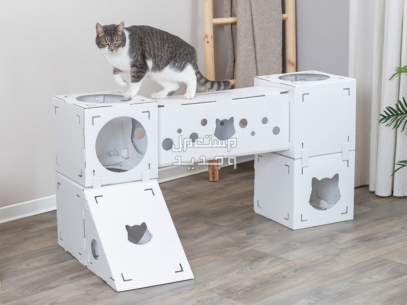 مستلزمات قطط ضرورية دليلك الشامل لتجهيز منزل القطط في قطر بيوت للقطط