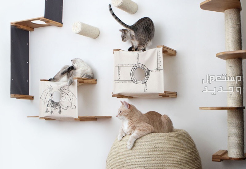 مستلزمات قطط ضرورية دليلك الشامل لتجهيز منزل القطط في الجزائر ألعاب تسلق للقطط