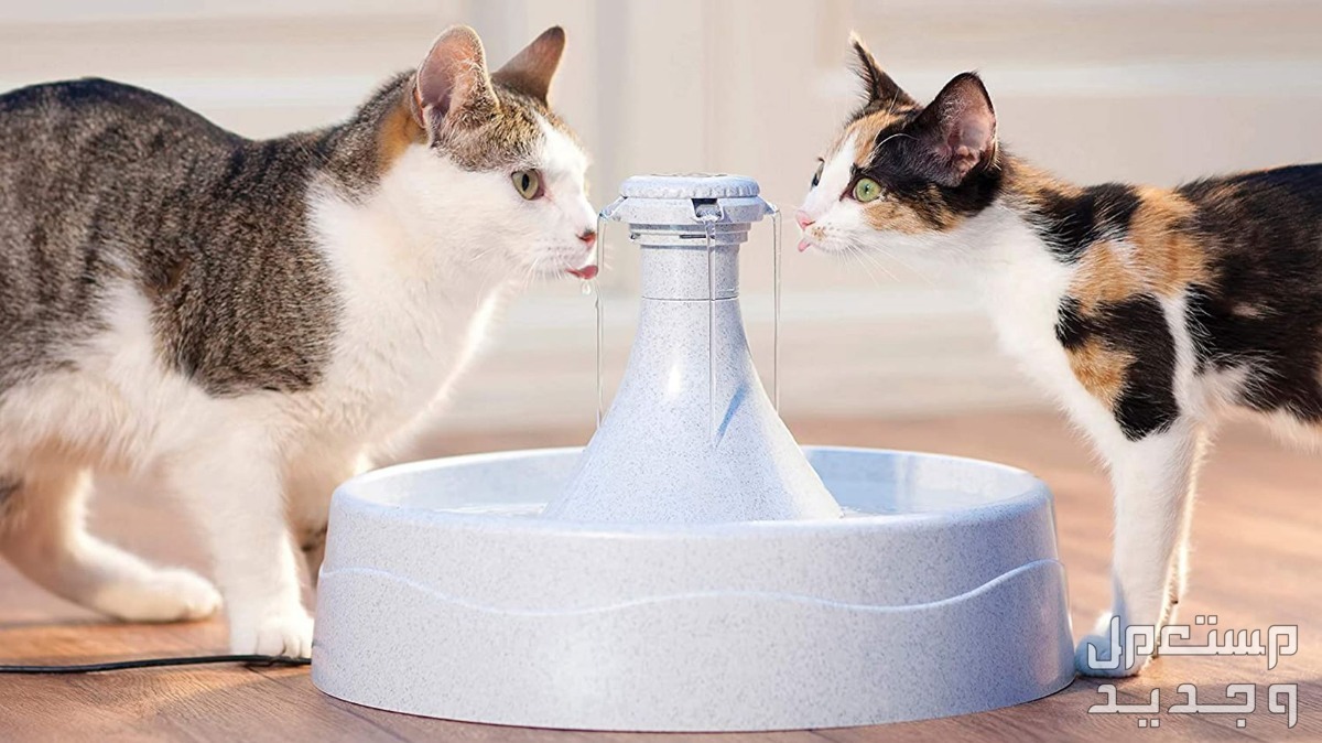 مستلزمات قطط ضرورية دليلك الشامل لتجهيز منزل القطط في قطر نافورة مياة مخصصة للقطط