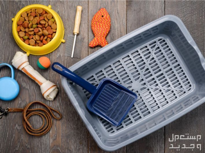 مستلزمات قطط ضرورية دليلك الشامل لتجهيز منزل القطط مستلزمات قطط