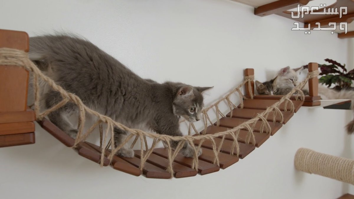 مستلزمات قطط ضرورية دليلك الشامل لتجهيز منزل القطط في جيبوتي جسر خشبي