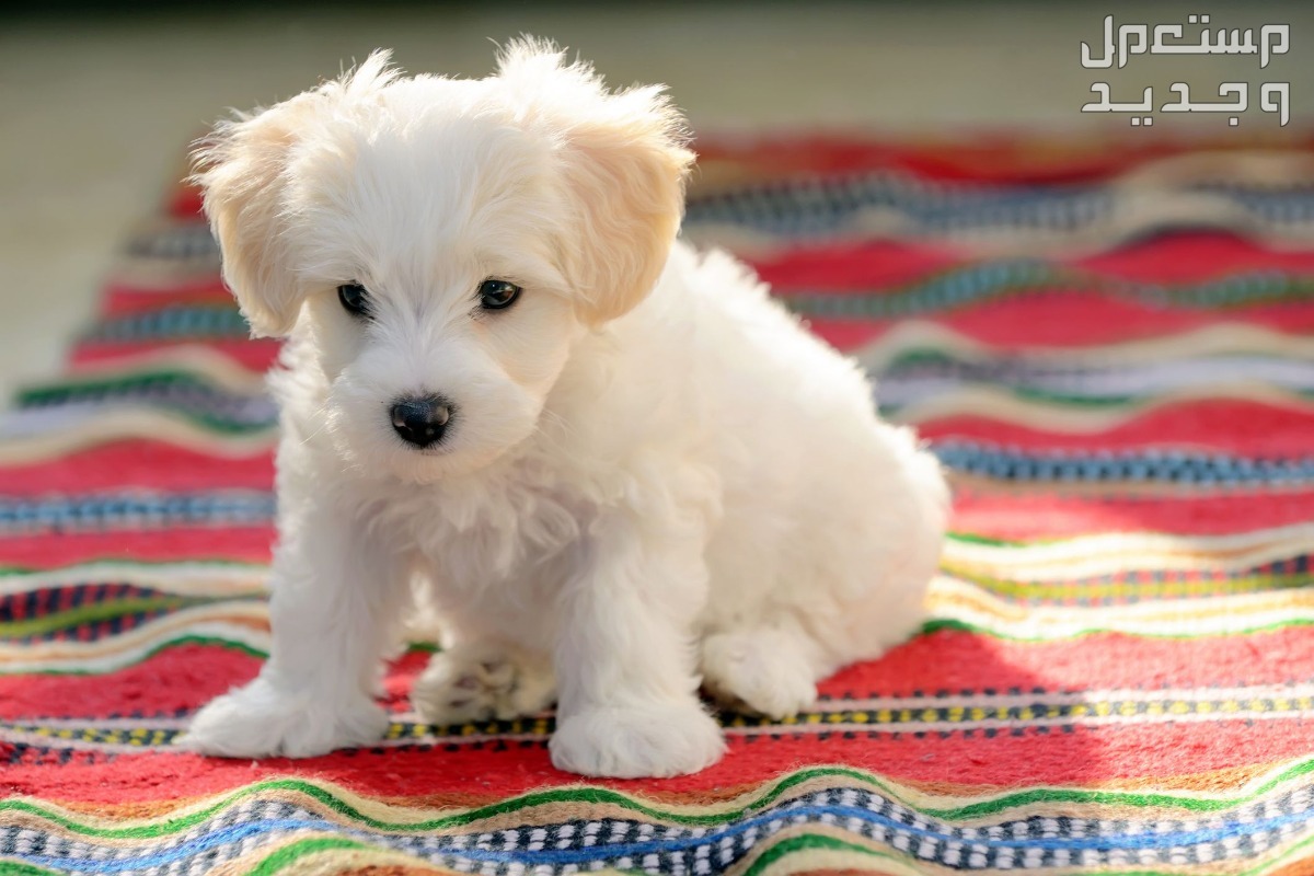 تعرف على أهم صفات ومميزات كلب مالتيز في السعودية كلب مالتيز صغير جالس