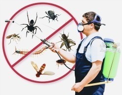 شركة رش ومكافحة الحشرات بالرياض في الرياض