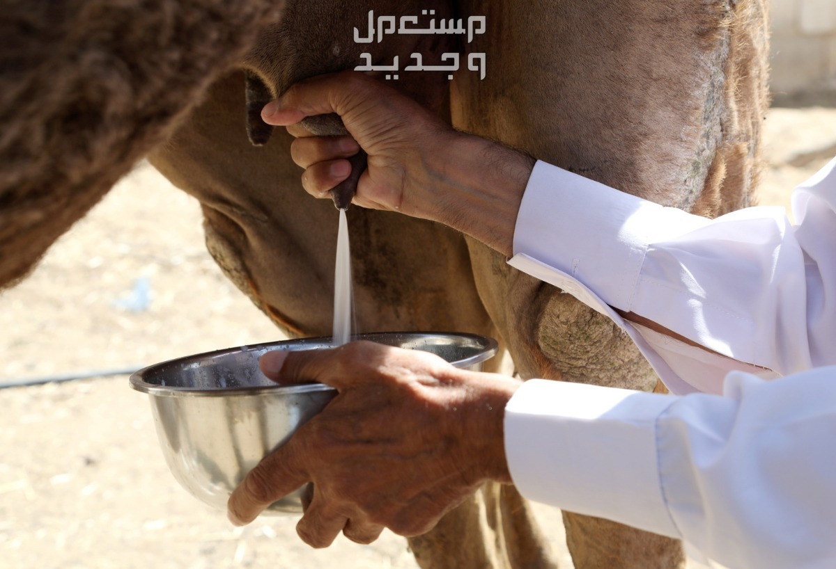 تعرف على أسباب تفوق حليب الابل في الأردن طريقة الحلب الصحيحة