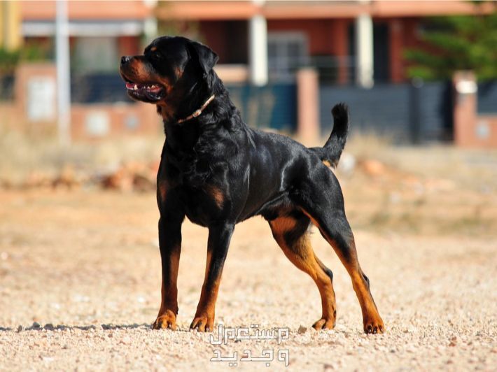 تعرف على كلب روت ويلر وأهم الخصائص والتربية الصحيحة والاحتياجات في العراق واقفة كلب الروت ويلر