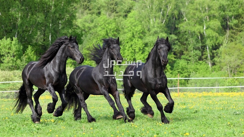 تعرف على كل ما يخص الخيل الفريزيان خيول الفريزيان