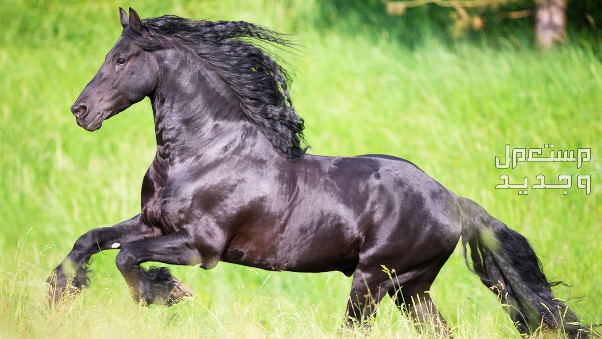 تعرف على كل ما يخص الخيل الفريزيان خيل الفريزيان تركض