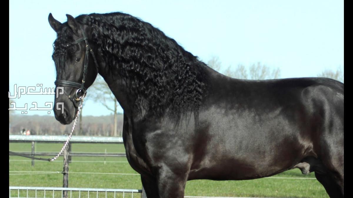 تعرف على كل ما يخص الخيل الفريزيان خيل فريزيان هولندي