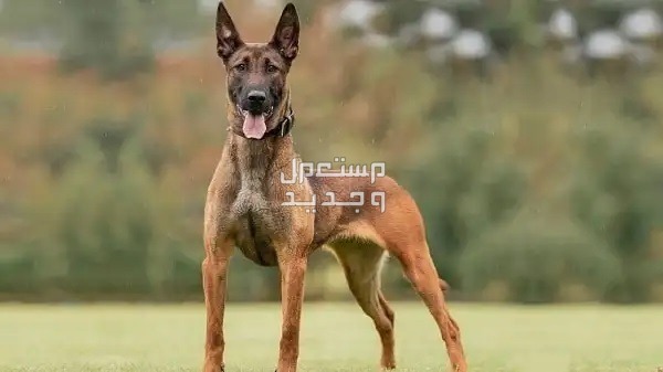 كلاب بوليسي تستخدم في أعمال الشرطة تعرف عليها كلب مالينو البلجيكي