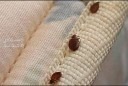 شركة تنظيف بالبخار بمكة  رش حشرات بمكة  عقود نظافة ومكافحة حشرات بمكة تنظيف وعزل خزنات بمكة في مكة المكرمة