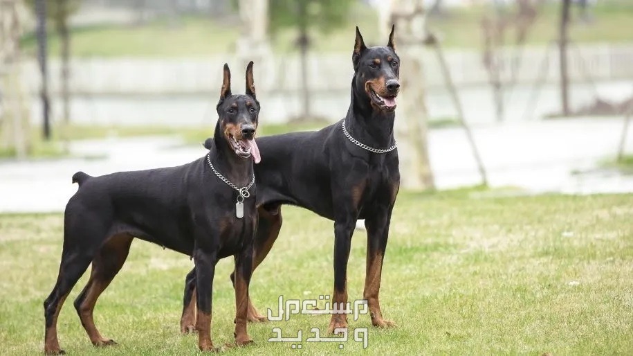 كل ما تحتاج معرفته عن كلب الماني من فصيلة الدوبرمان في السعودية كلاب من فصيلة الدوبرمان