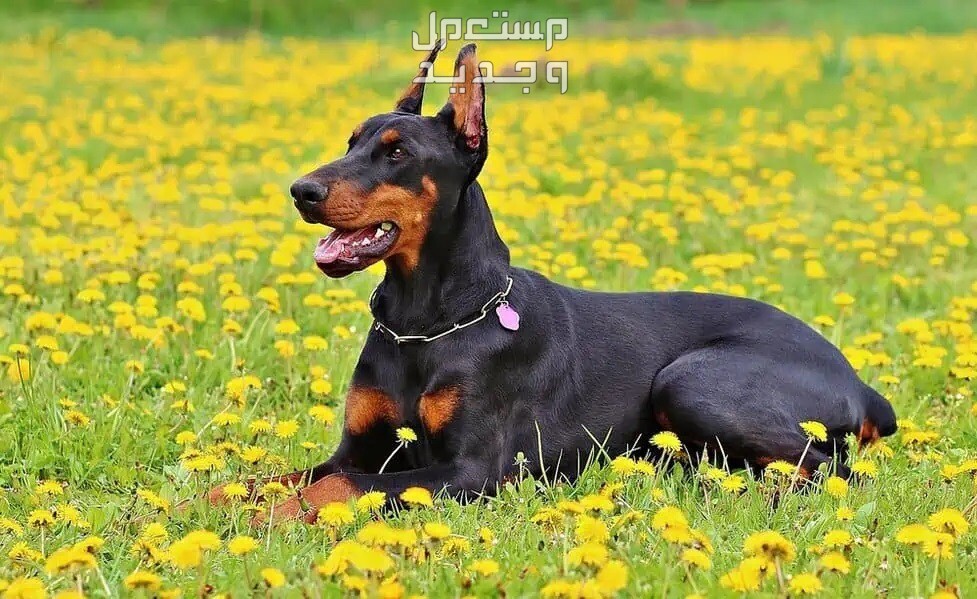 كل ما تحتاج معرفته عن كلب الماني من فصيلة الدوبرمان في السعودية كلب دوبرمان جالس