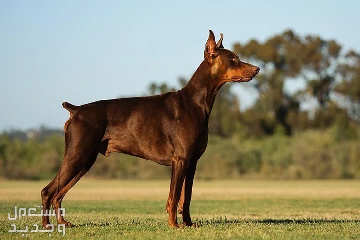 كل ما تحتاج معرفته عن كلب الماني من فصيلة الدوبرمان في السعودية كلب دوبرمان مهيب