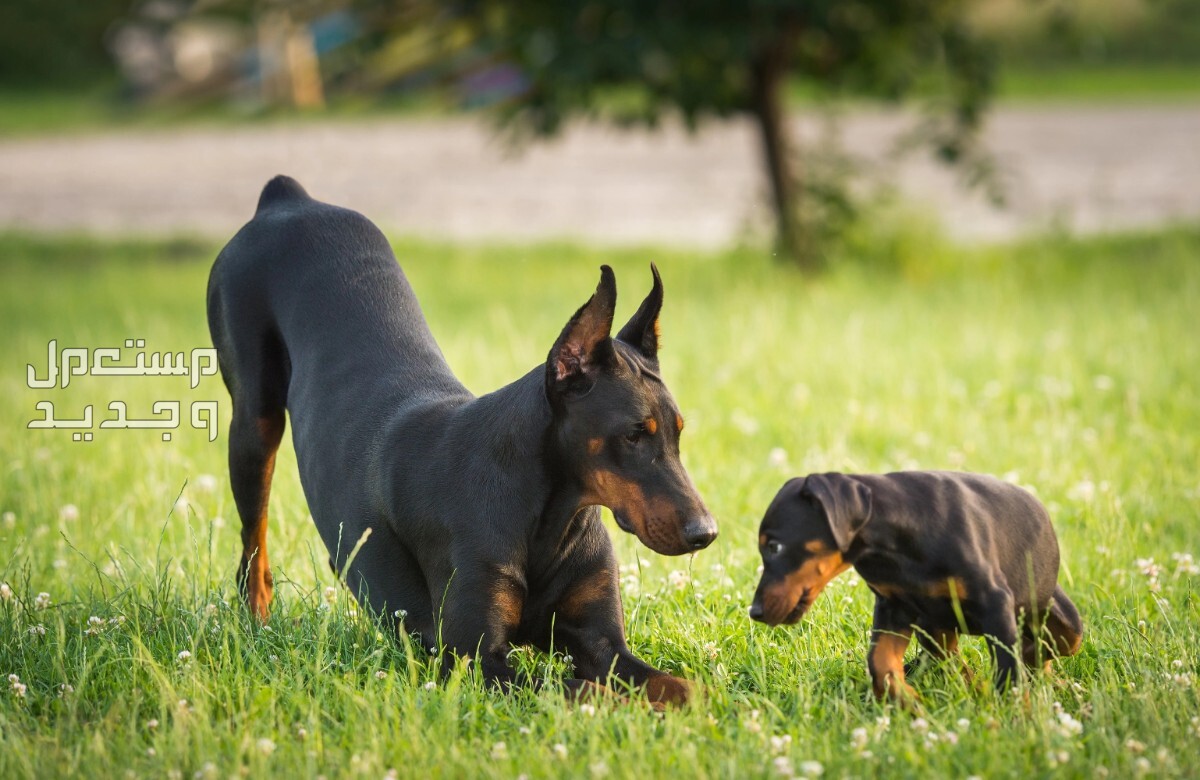 كل ما تحتاج معرفته عن كلب الماني من فصيلة الدوبرمان في السعودية كلب الماني صغير وأمه