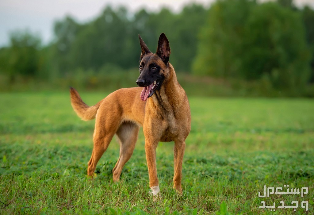 تعرف على كلب بلجيكي من فصيلة مالينو في السعودية كلب مالينو البلجيكي باللون الذهبي