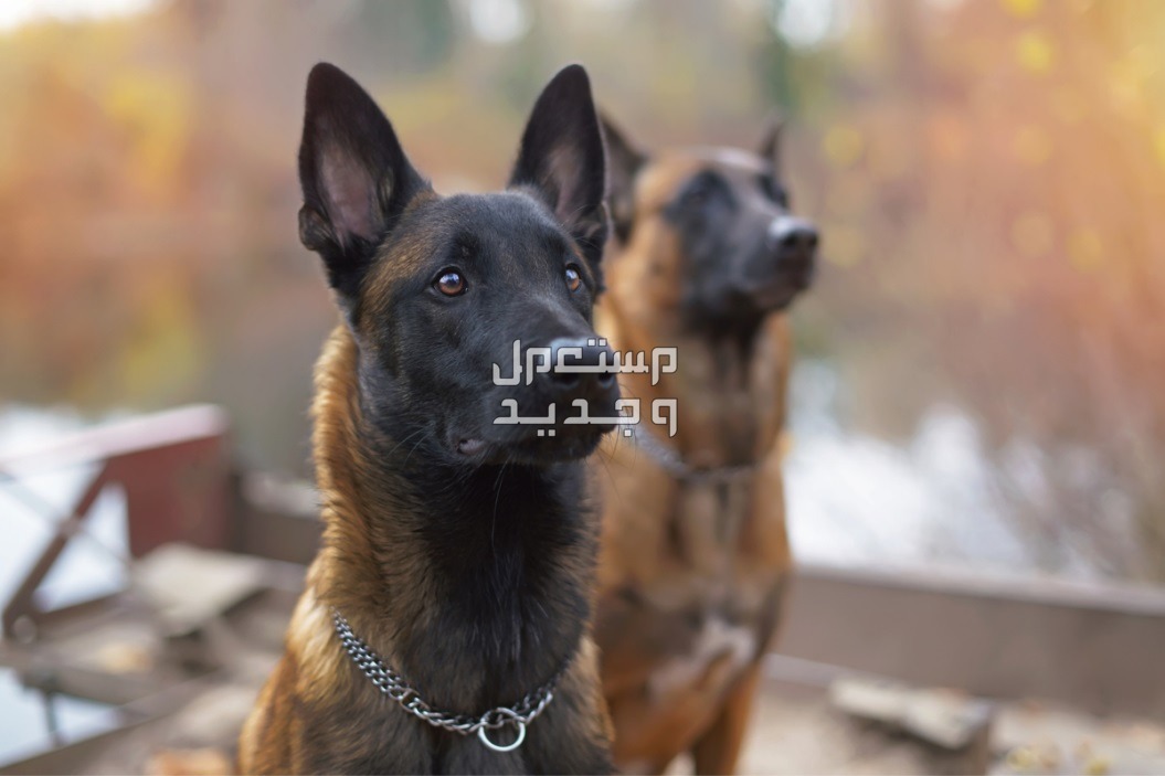 تعرف على كلب بلجيكي من فصيلة مالينو في الجزائر كلاب مالينو في وضع الأستعداد
