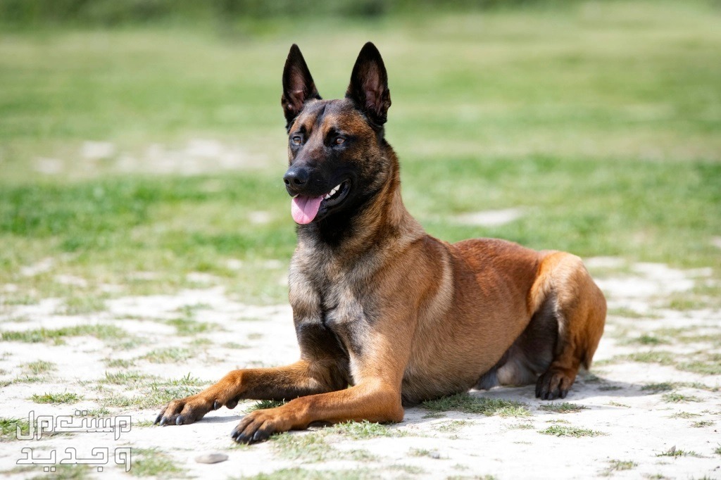 تعرف على كلب بلجيكي من فصيلة مالينو في السعودية كلب بلجيكي مالينو جالس
