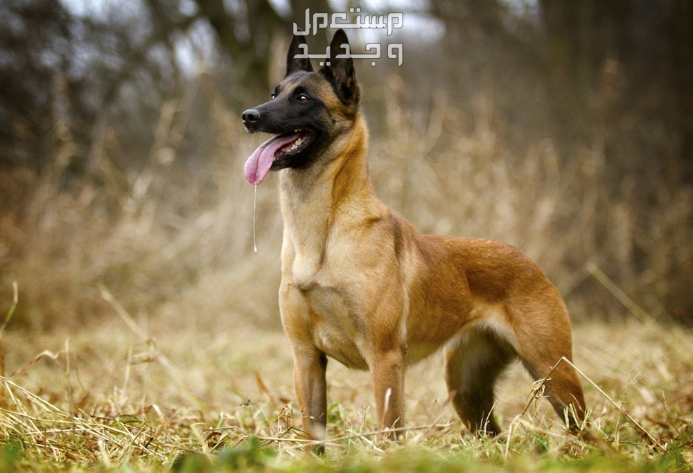 تعرف على كلب بلجيكي من فصيلة مالينو في الجزائر مالينو البلجيكي