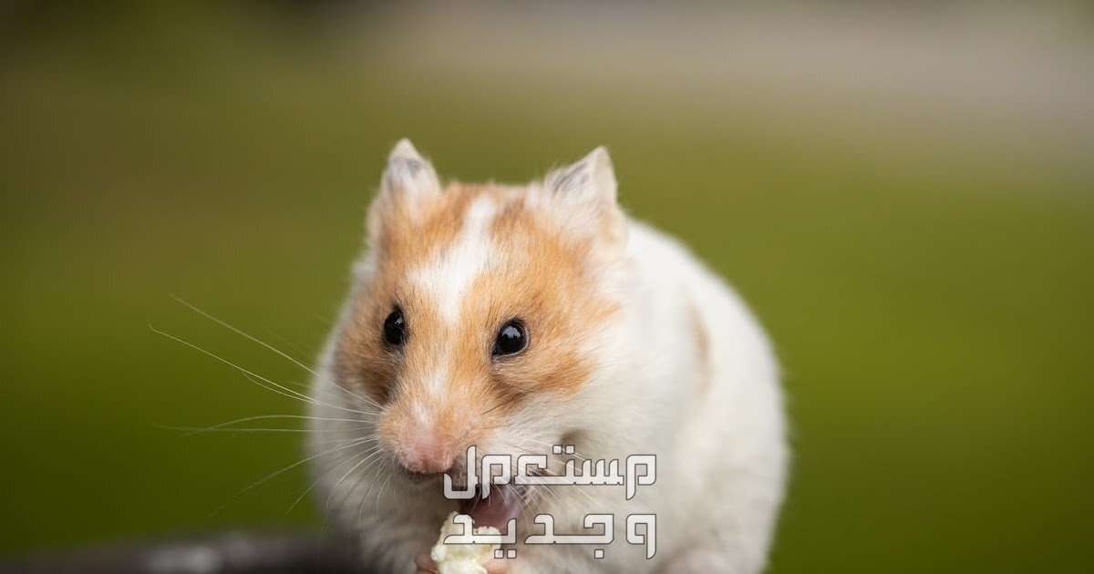 هامستر كيوت تعرف على هذا الحيوان اللطيف في الإمارات العربية المتحدة هامستر أبيض وذهبي