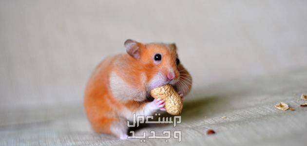 هامستر كيوت تعرف على هذا الحيوان اللطيف في الإمارات العربية المتحدة هامستر يأكل فول سوداني