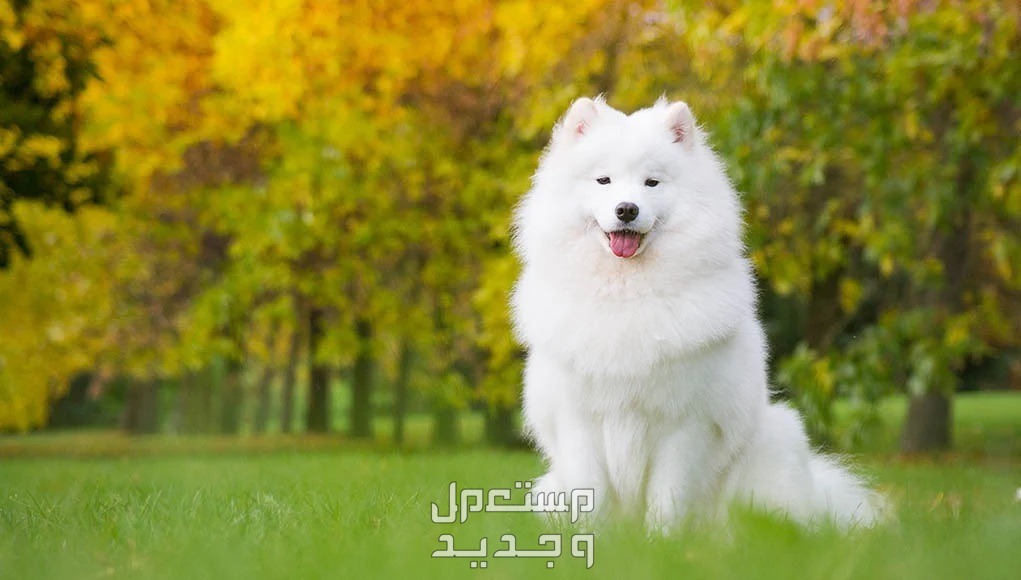 كلب روسي من فصيلة سامويد تعرف عليه كلب روسي سامويد جالس