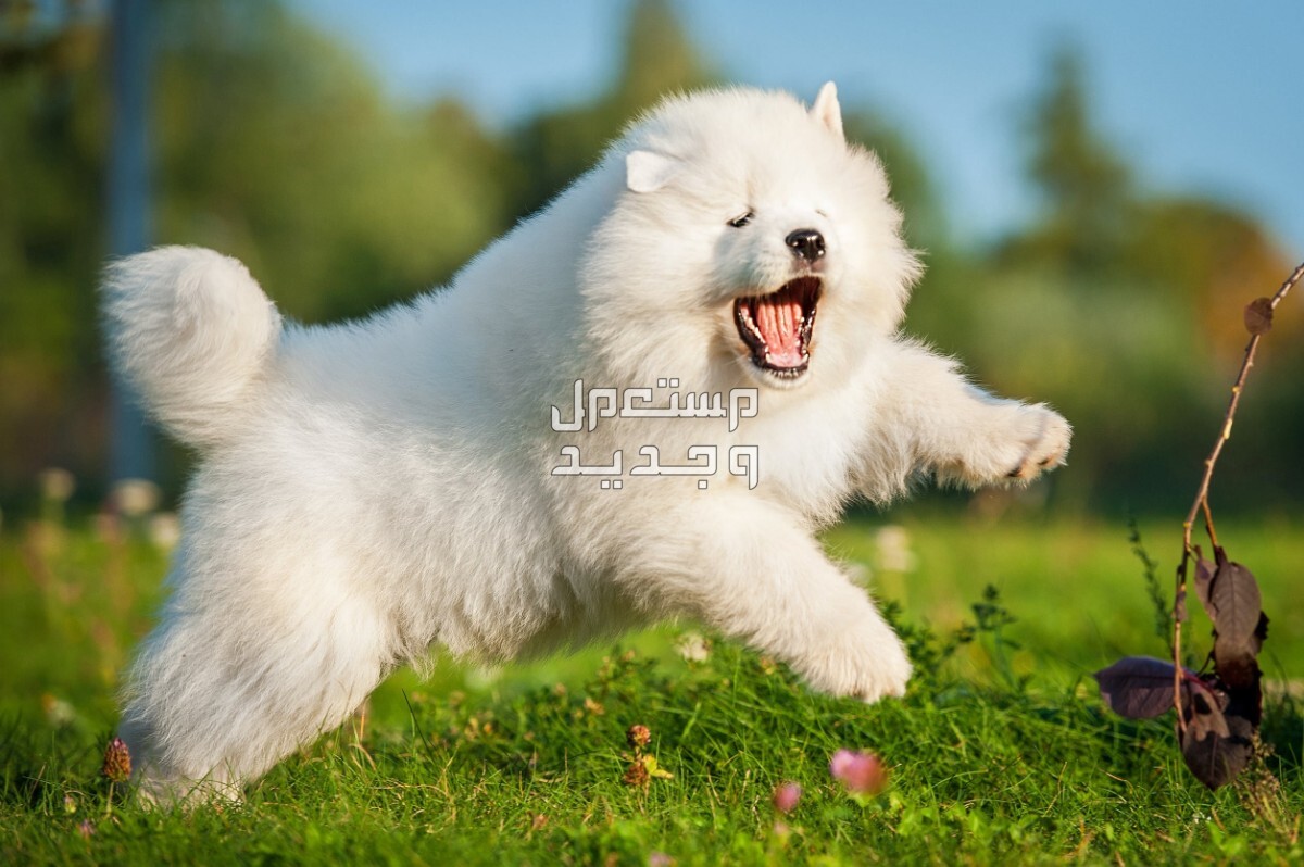كلب روسي من فصيلة سامويد تعرف عليه سامويد بشعر كثيف