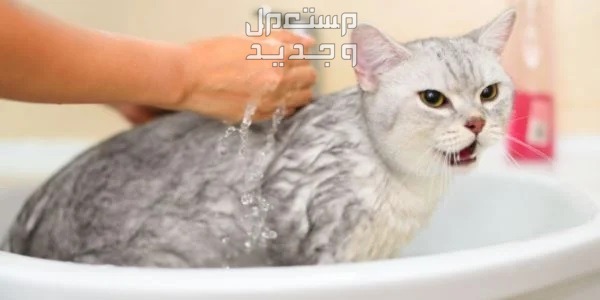 تعرف على طريقة استحمام القطط الصحيحة في السعودية قط يستحم