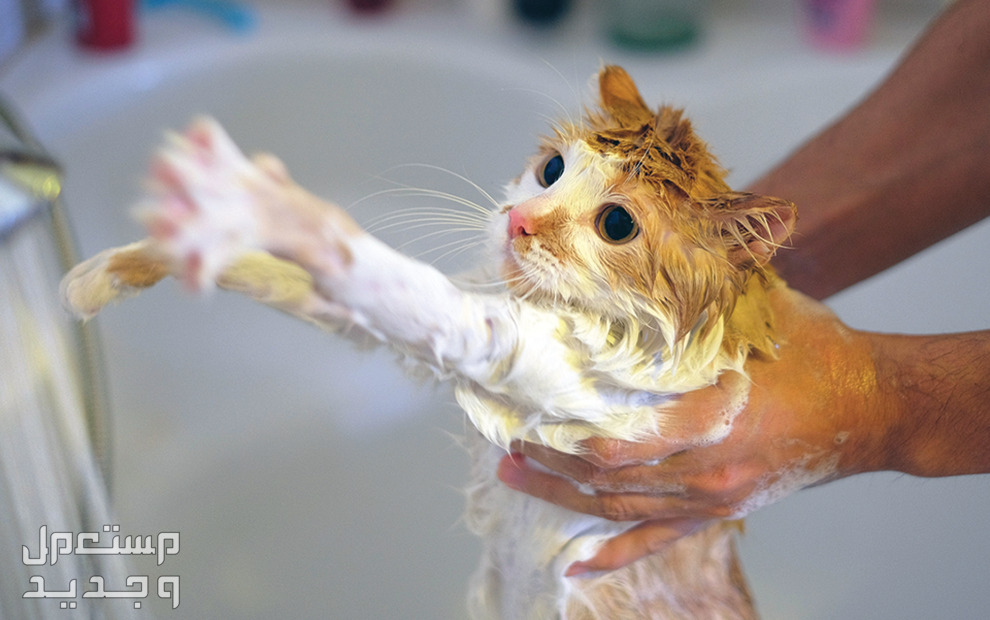 تعرف على طريقة استحمام القطط الصحيحة في السعودية ردة فعل القط عند الاستحمام