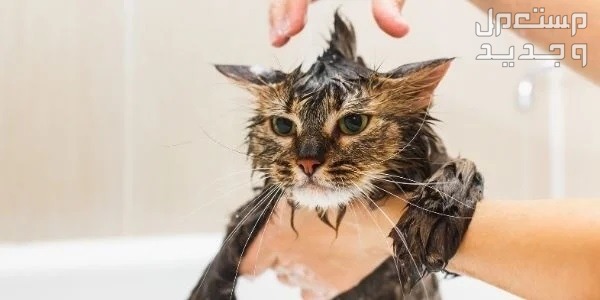 تعرف على طريقة استحمام القطط الصحيحة في السعودية تدليك القط