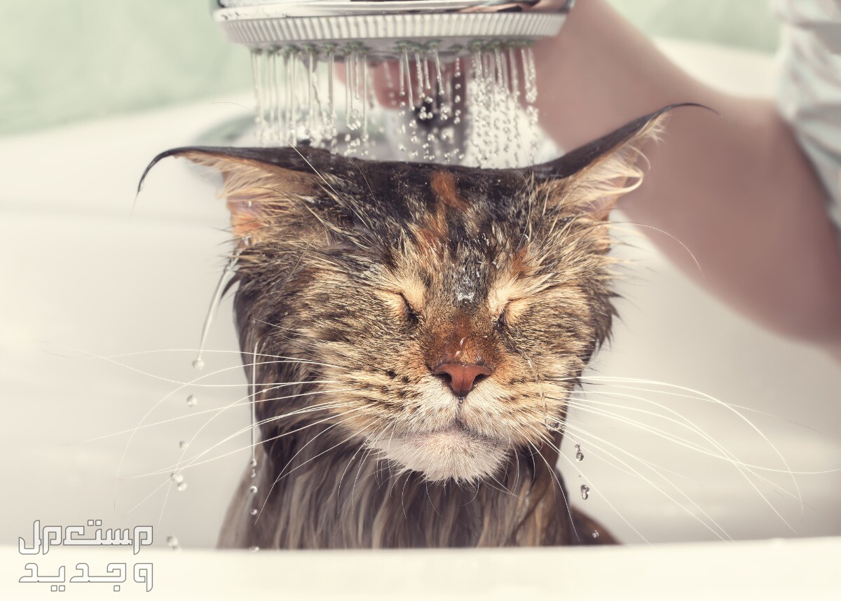 تعرف على طريقة استحمام القطط الصحيحة في السعودية قط مسترخي تحت الماء