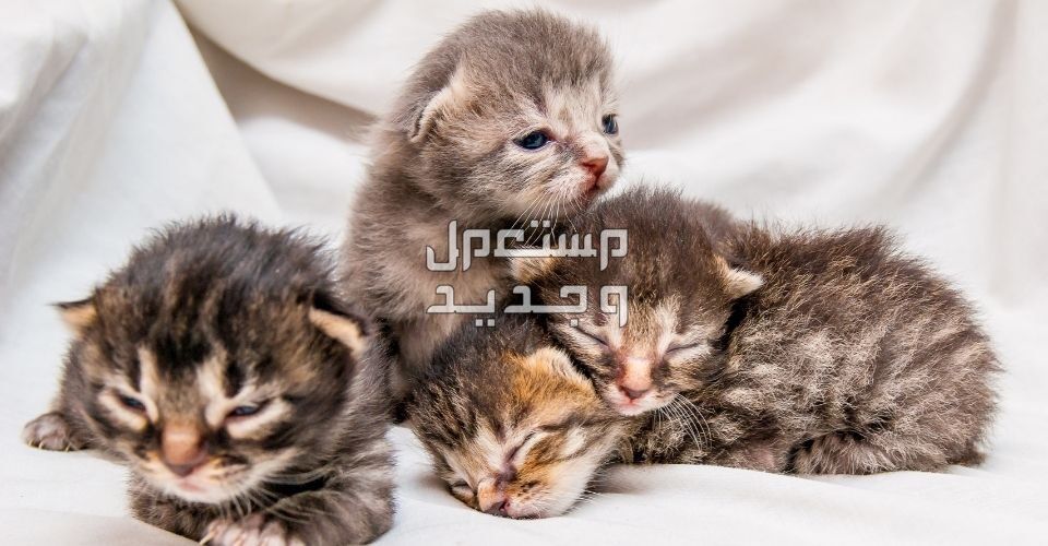 تعرف على بعض المعلومات المهمة عن رضاعة القطط الصغيرة قطط حديثة الولادة
